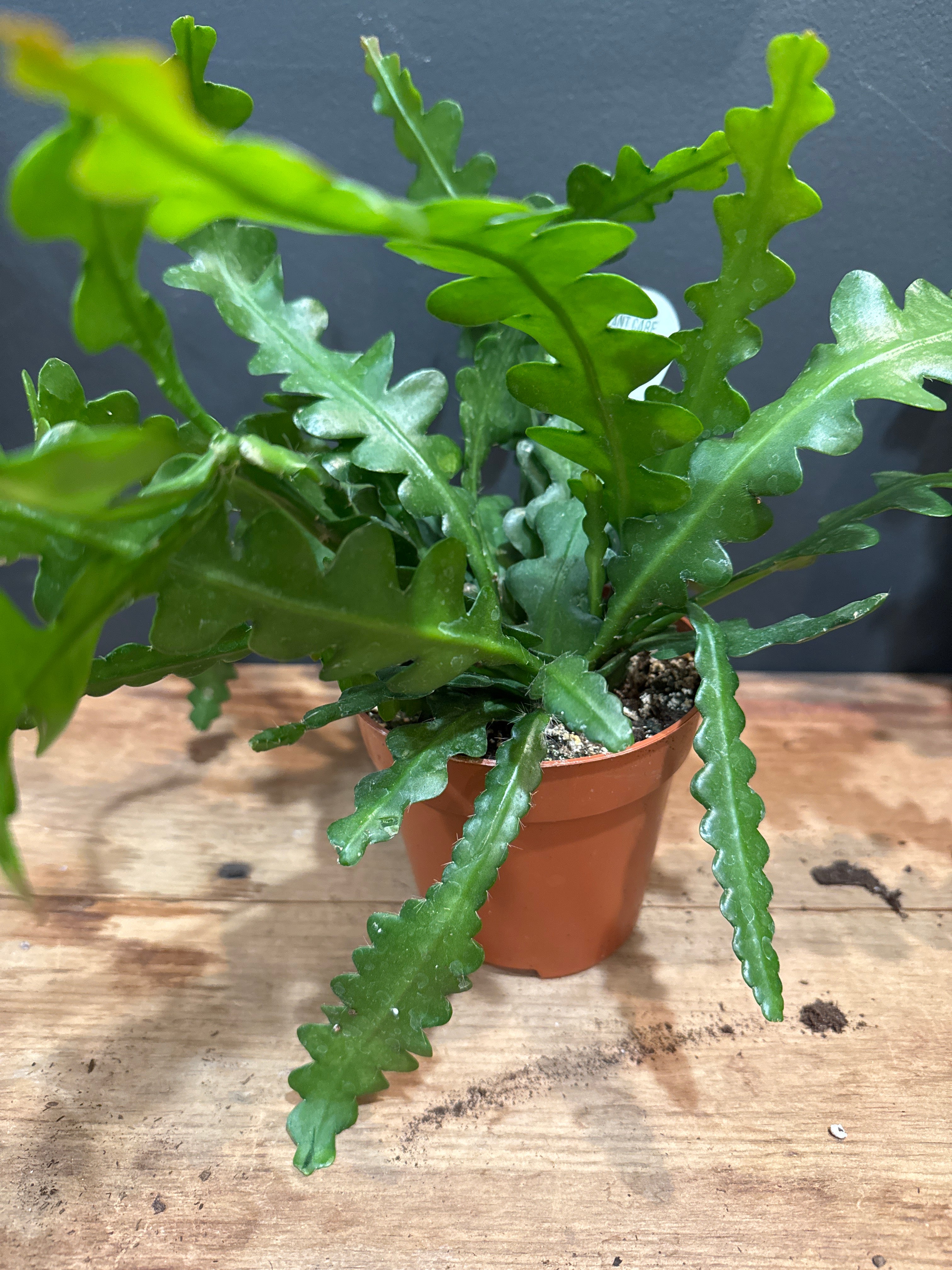Bonefish Cactus