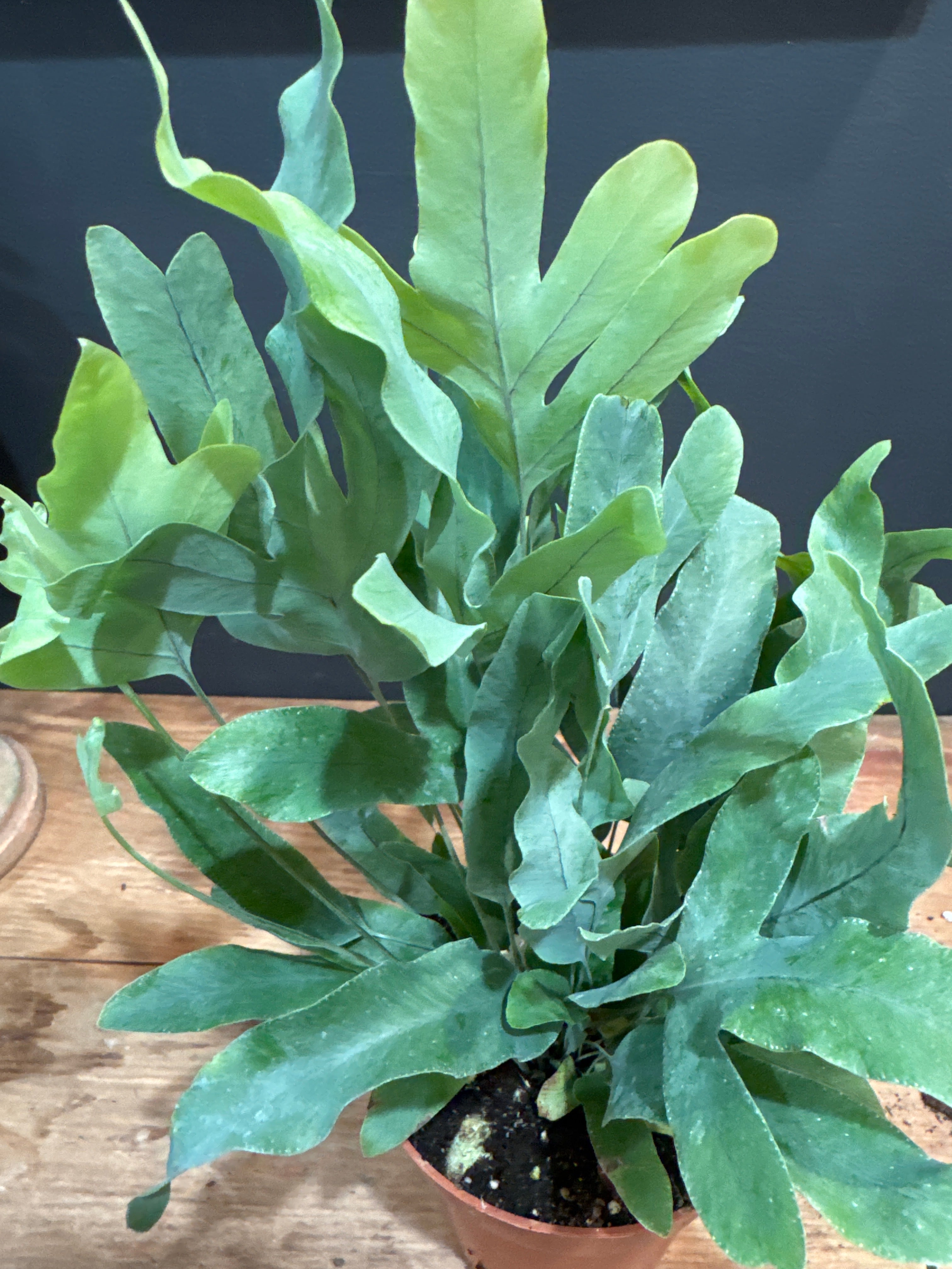 Hare foot fern
