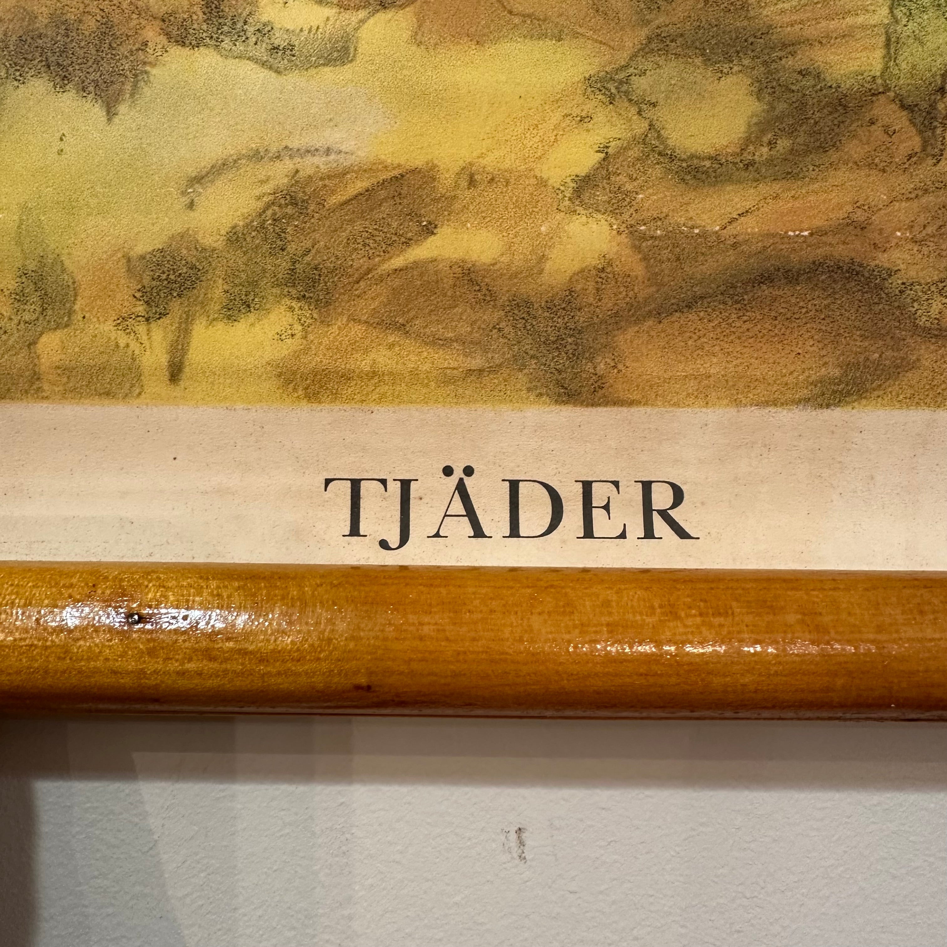 Antique Swedish School Chart “TJÄDER” (Wood Grouse) by Nils Tirén, Dated 1927