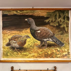 Antique Swedish School Chart “TJÄDER” (Wood Grouse) by Nils Tirén, Dated 1927