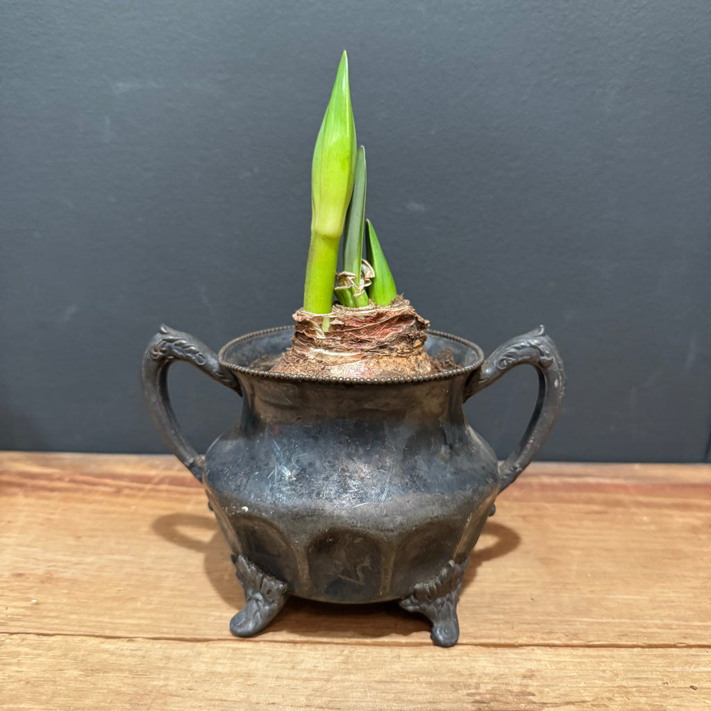 L. Atkinsons Quadruple Plate Footed Vessel with Red Amaryllis