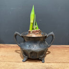 L. Atkinsons Quadruple Plate Footed Vessel with Red Amaryllis
