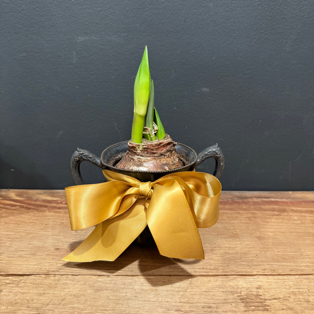 L. Atkinsons Quadruple Plate Footed Vessel with Red Amaryllis