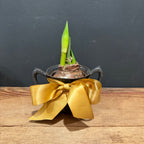 L. Atkinsons Quadruple Plate Footed Vessel with Red Amaryllis