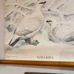 Antique Swedish School Chart – Fjällripa & Dalripa by Nils Tirén, Dated 19218