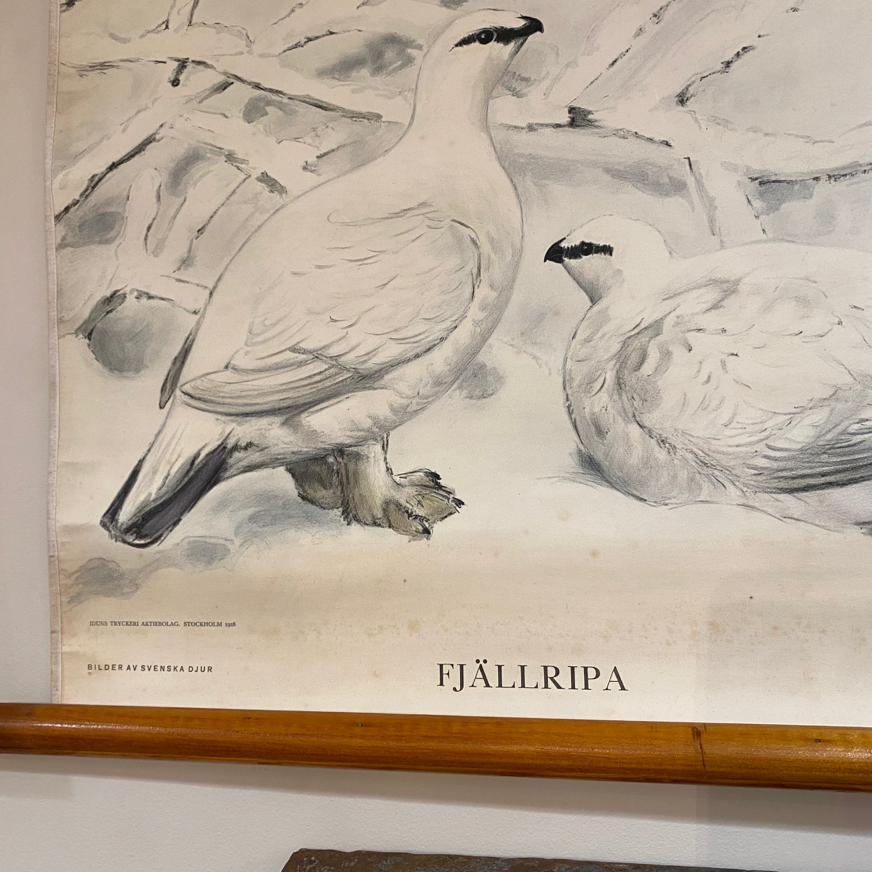 Antique Swedish School Chart – Fjällripa & Dalripa by Nils Tirén, Dated 19218