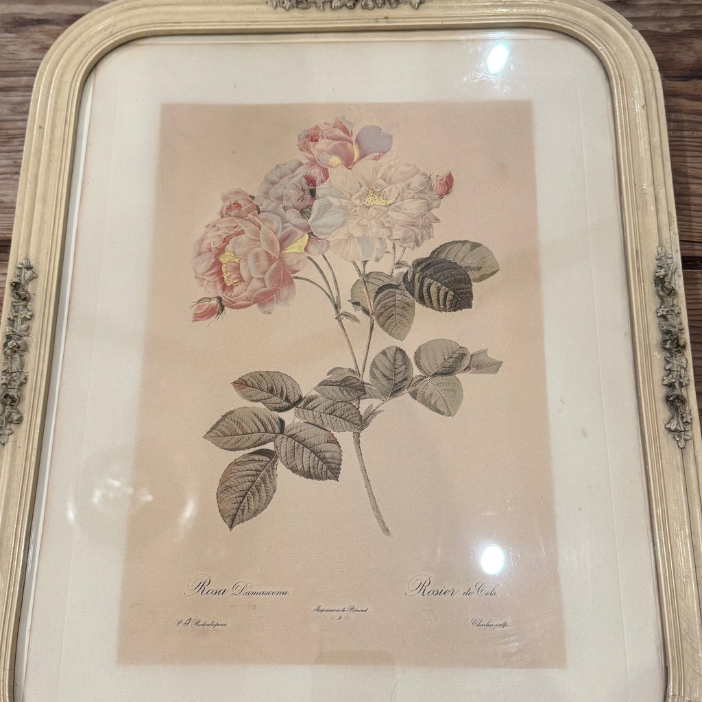 Framed Rosa Damascena Botanical Print