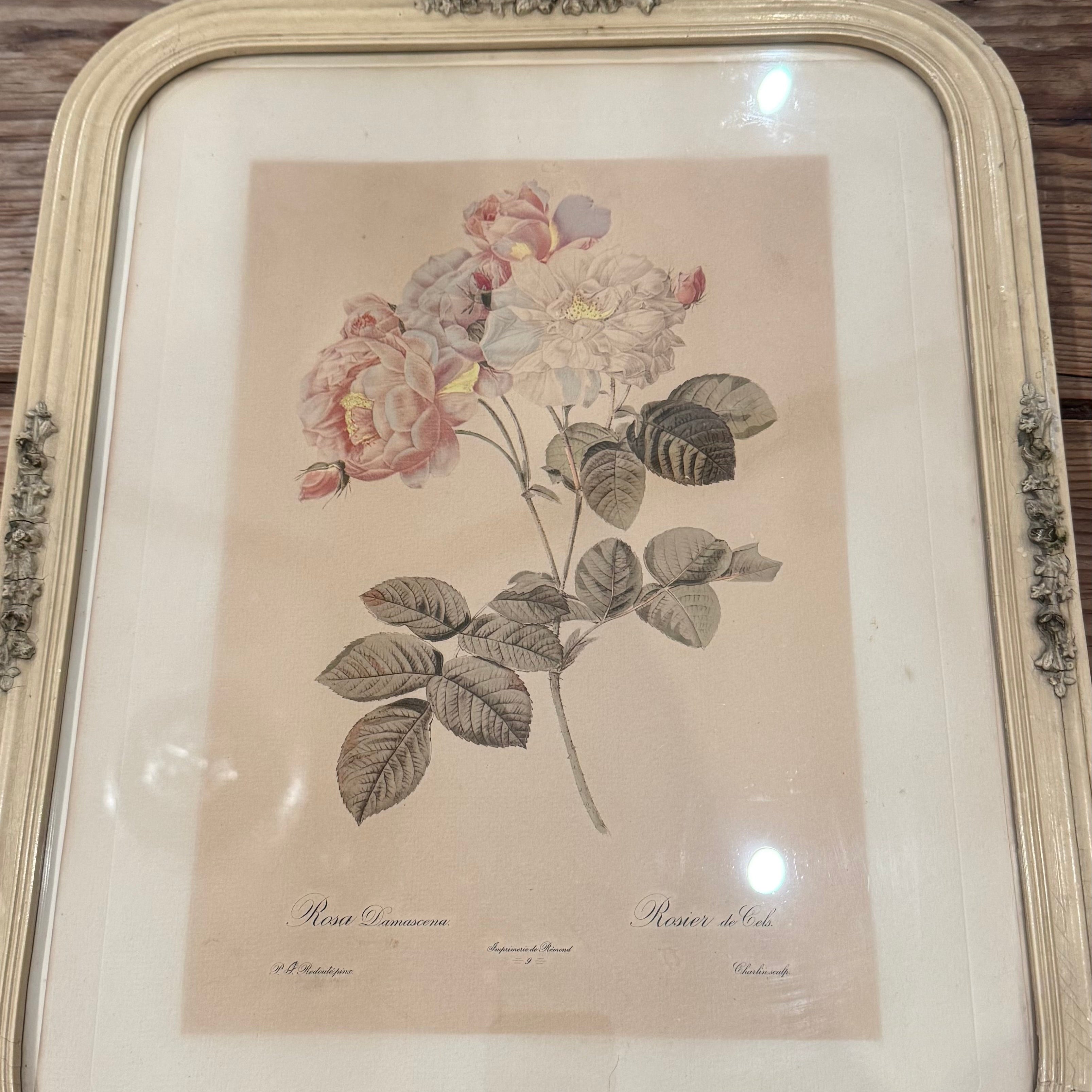Framed Rosa Damascena Botanical Print