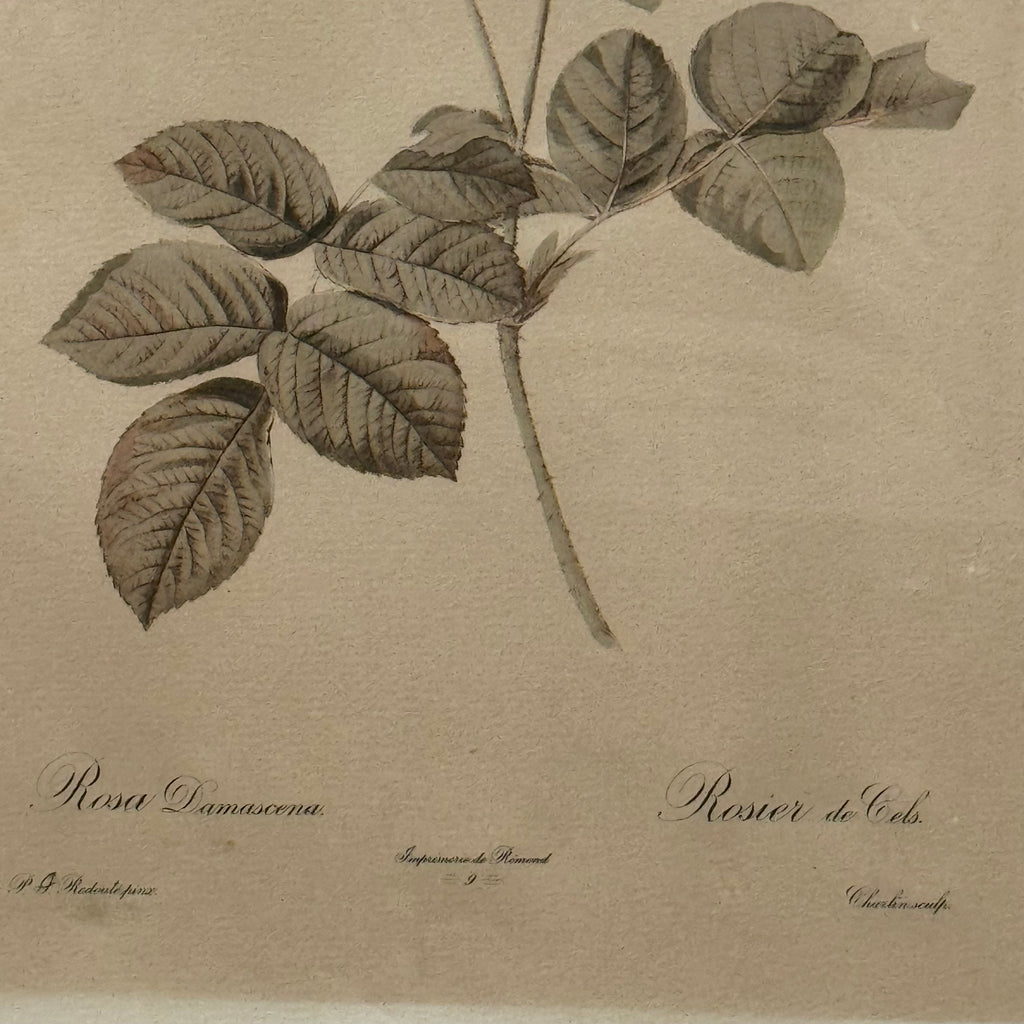 Framed Rosa Damascena Botanical Print