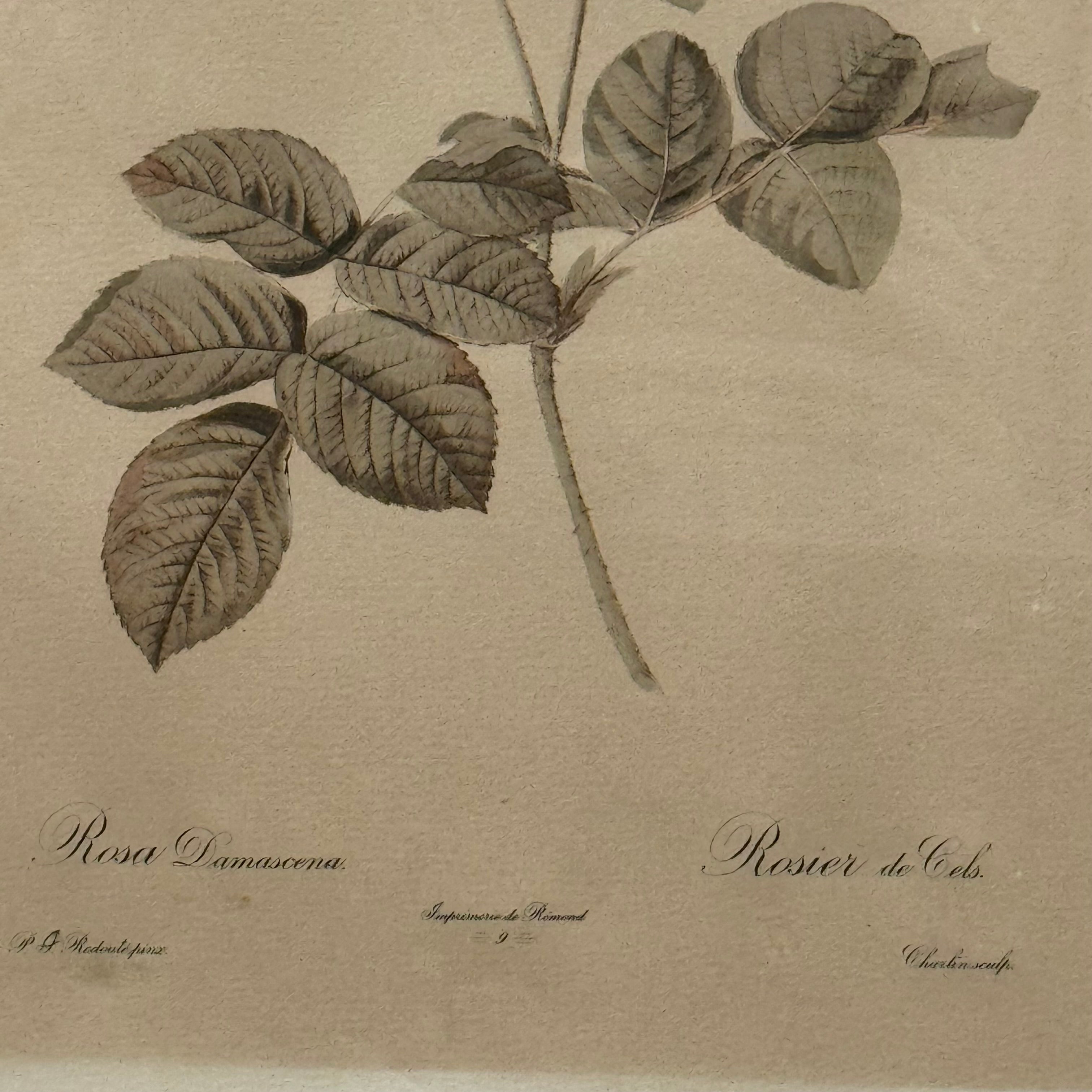 Framed Rosa Damascena Botanical Print
