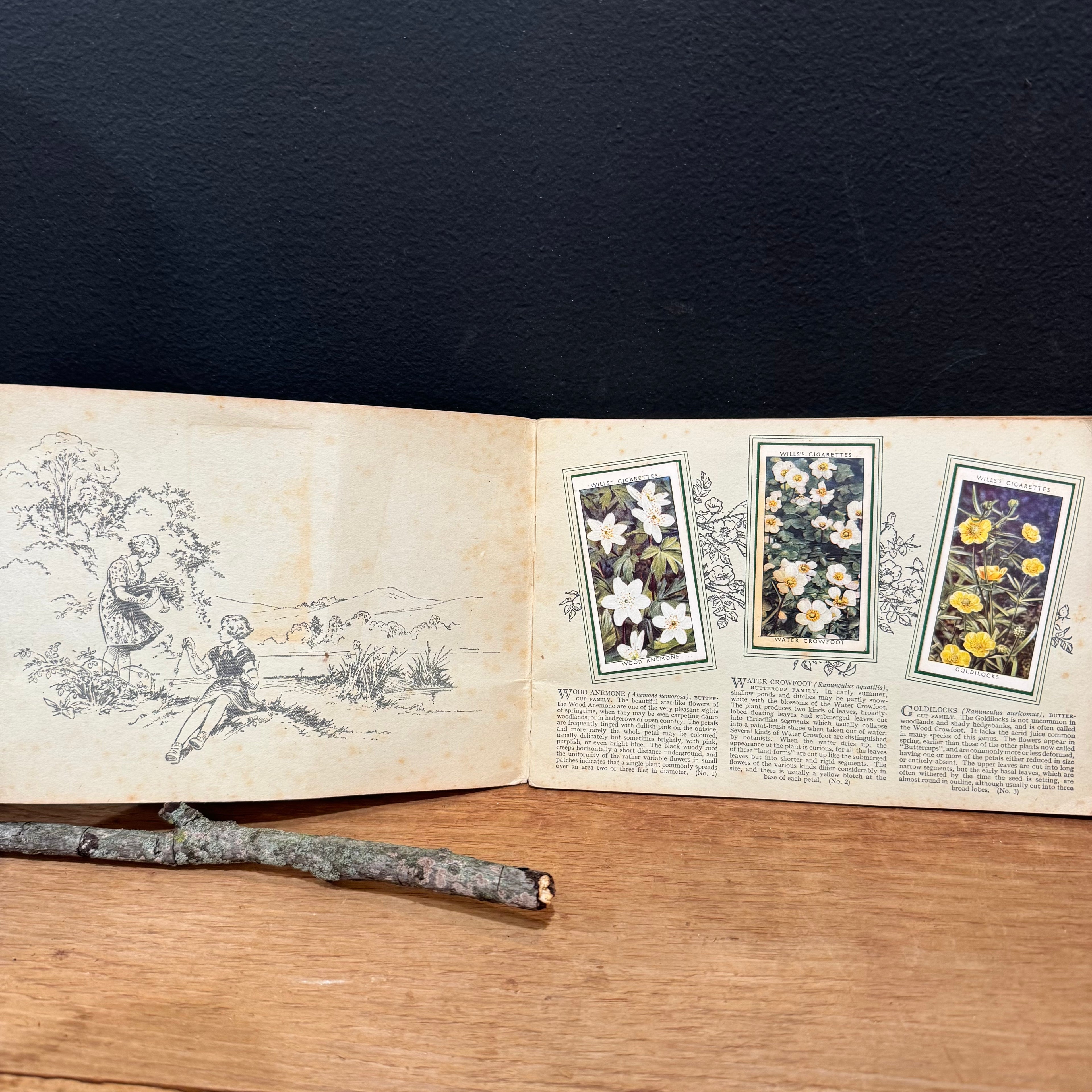 Wills “Wild Flowers” Cigarette Card Album, Second Series