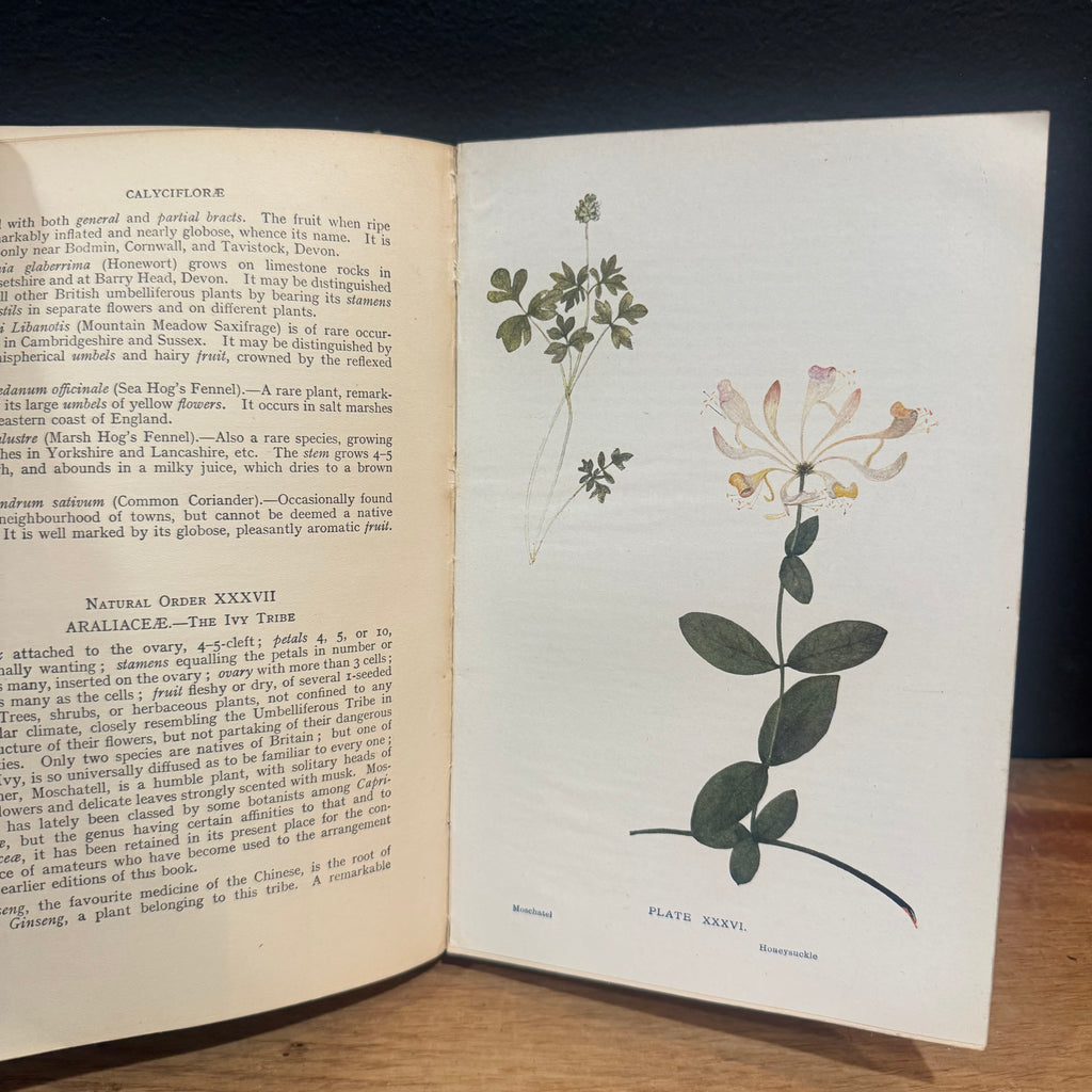 Flowers of the Field