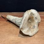 Mushroom w/Stake
