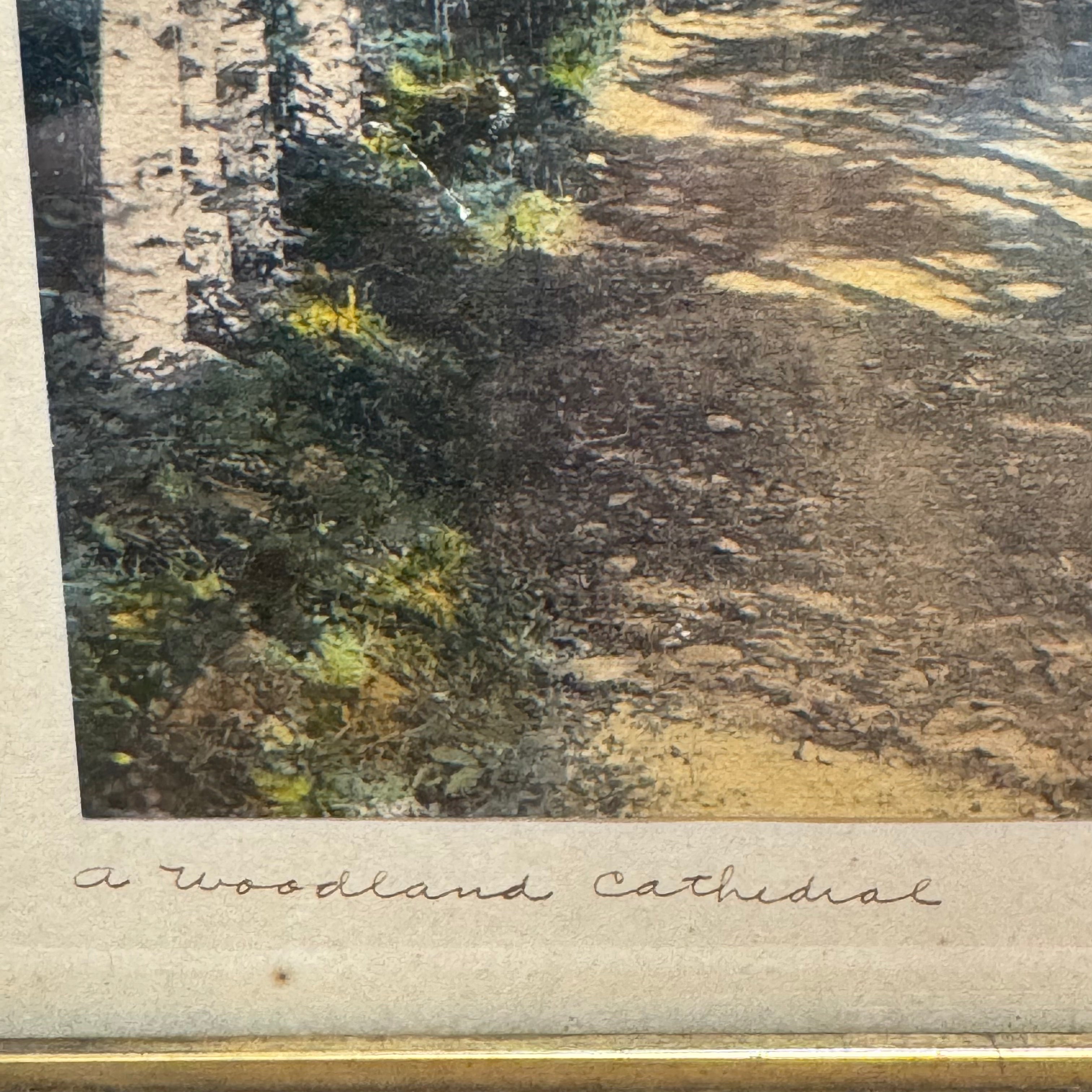 Wallace Nutting "A Woodland Cathedral" Hand-Colored Photograph