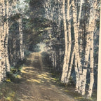 Wallace Nutting "A Woodland Cathedral" Hand-Colored Photograph