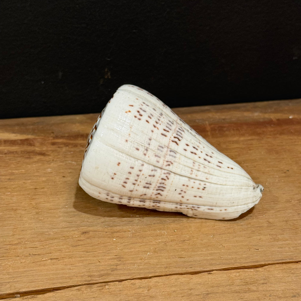 Natural Cone Shell