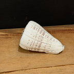 Natural Cone Shell