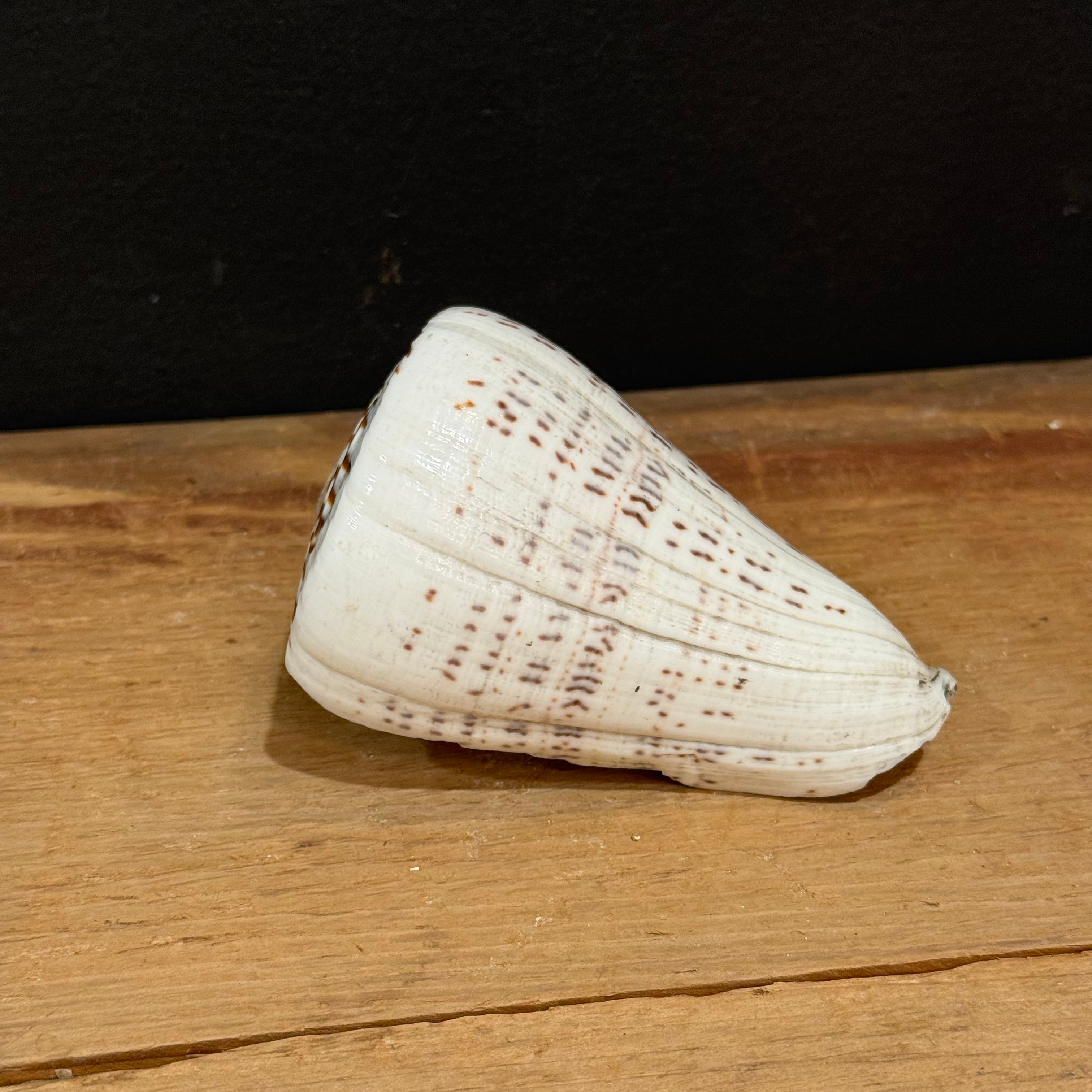 Natural Cone Shell