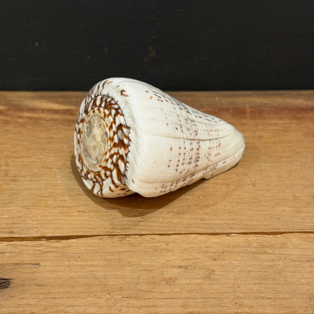 Natural Cone Shell