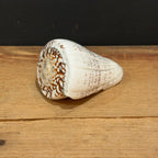 Natural Cone Shell