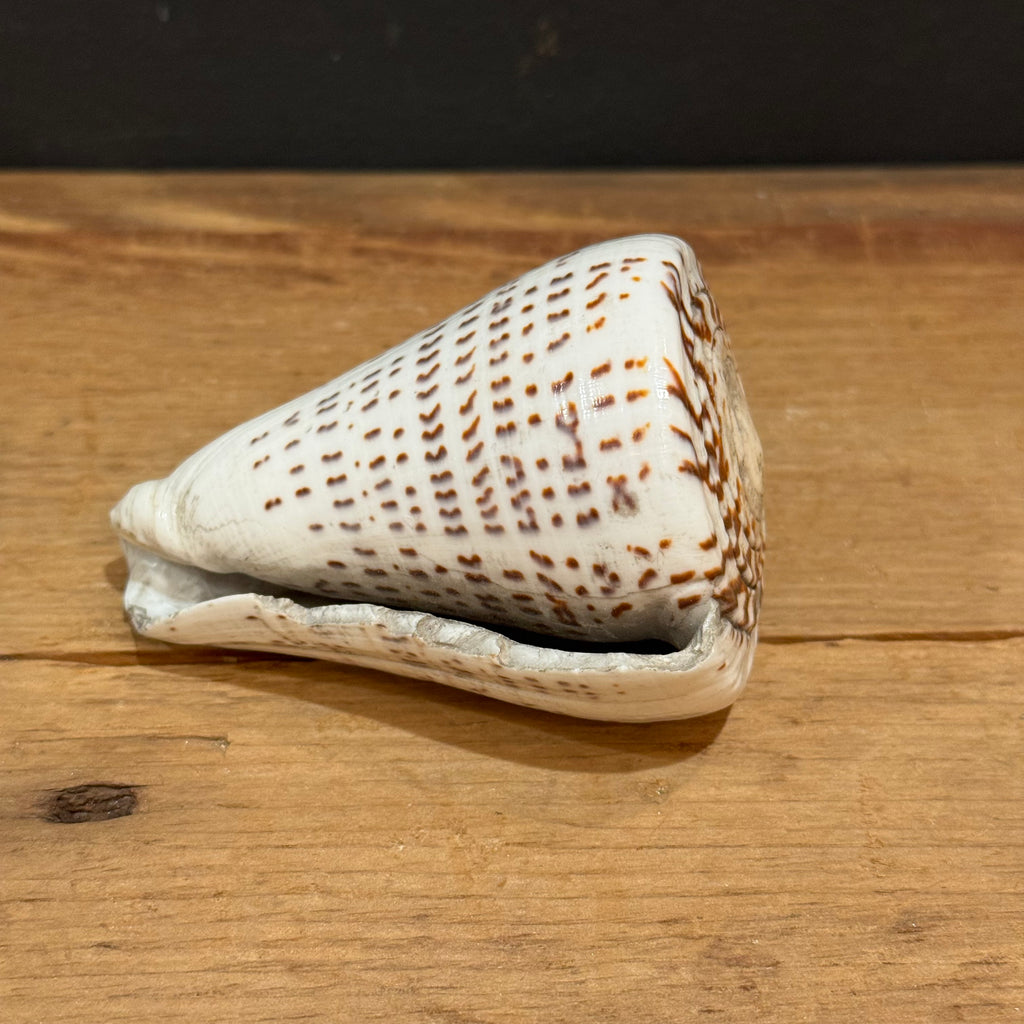 Natural Cone Shell