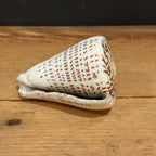 Natural Cone Shell