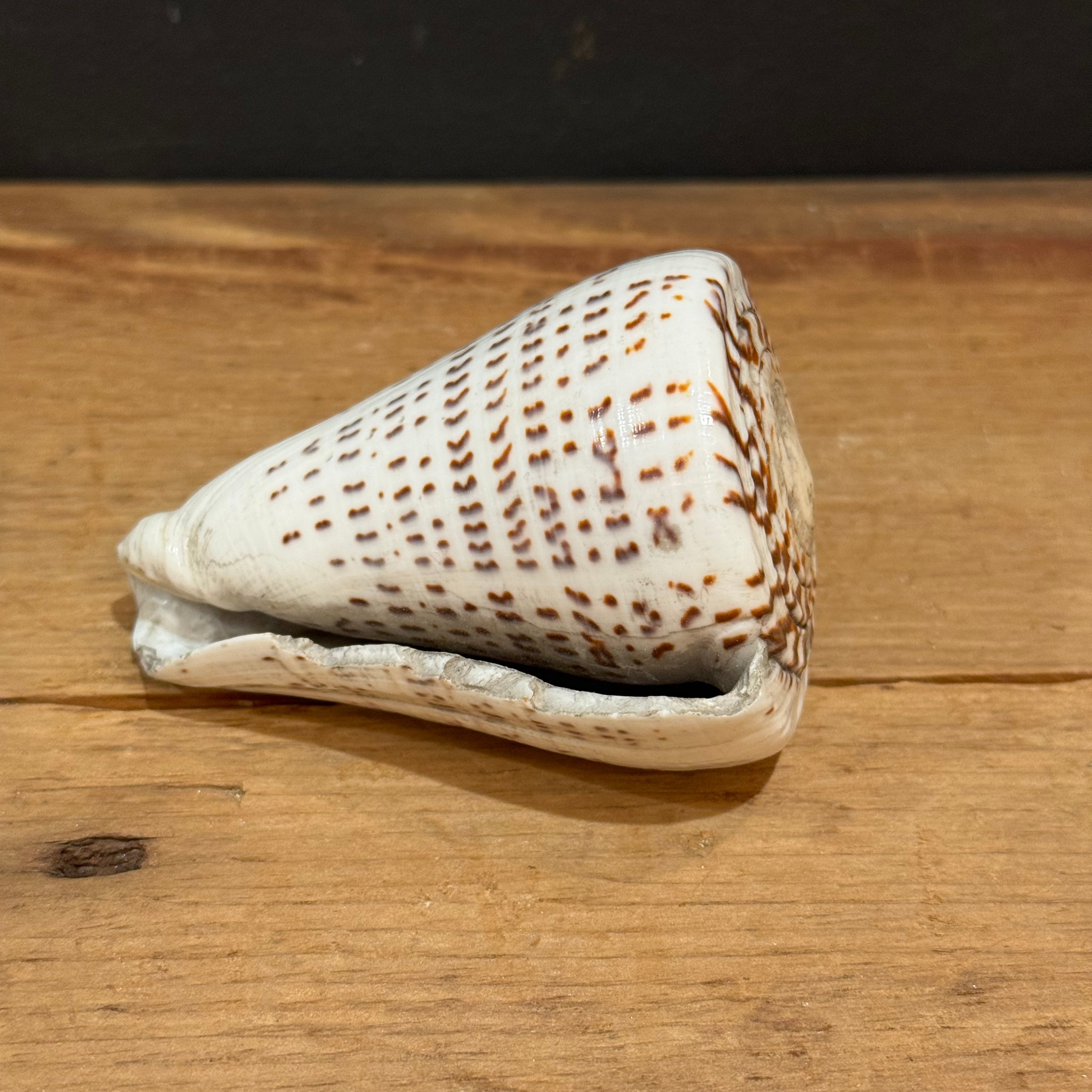Natural Cone Shell