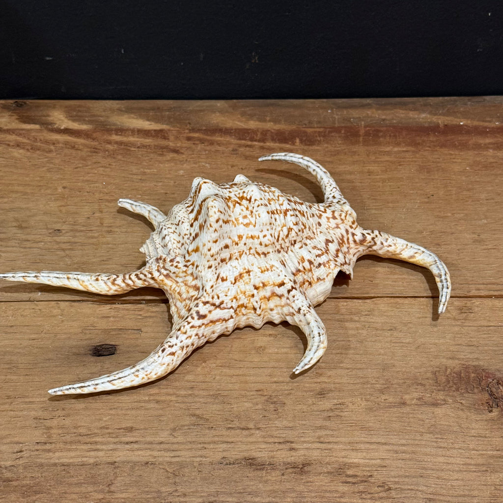 Natural Spider Conch Shell