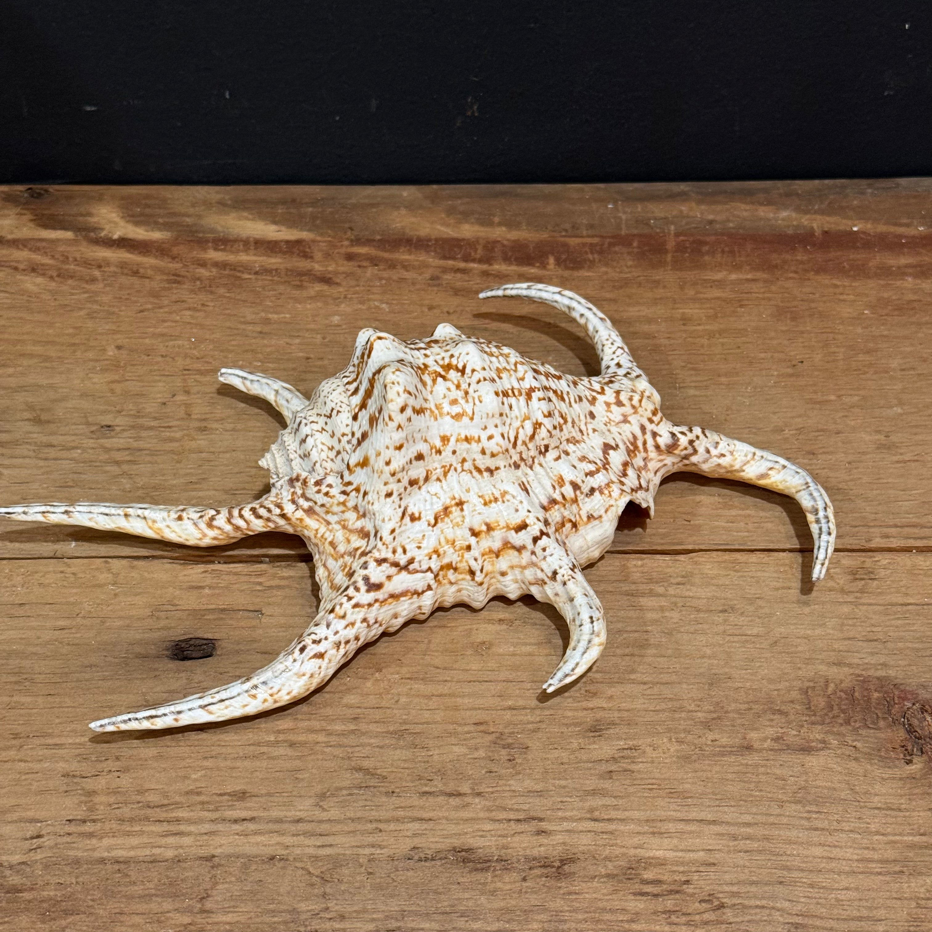 Natural Spider Conch Shell