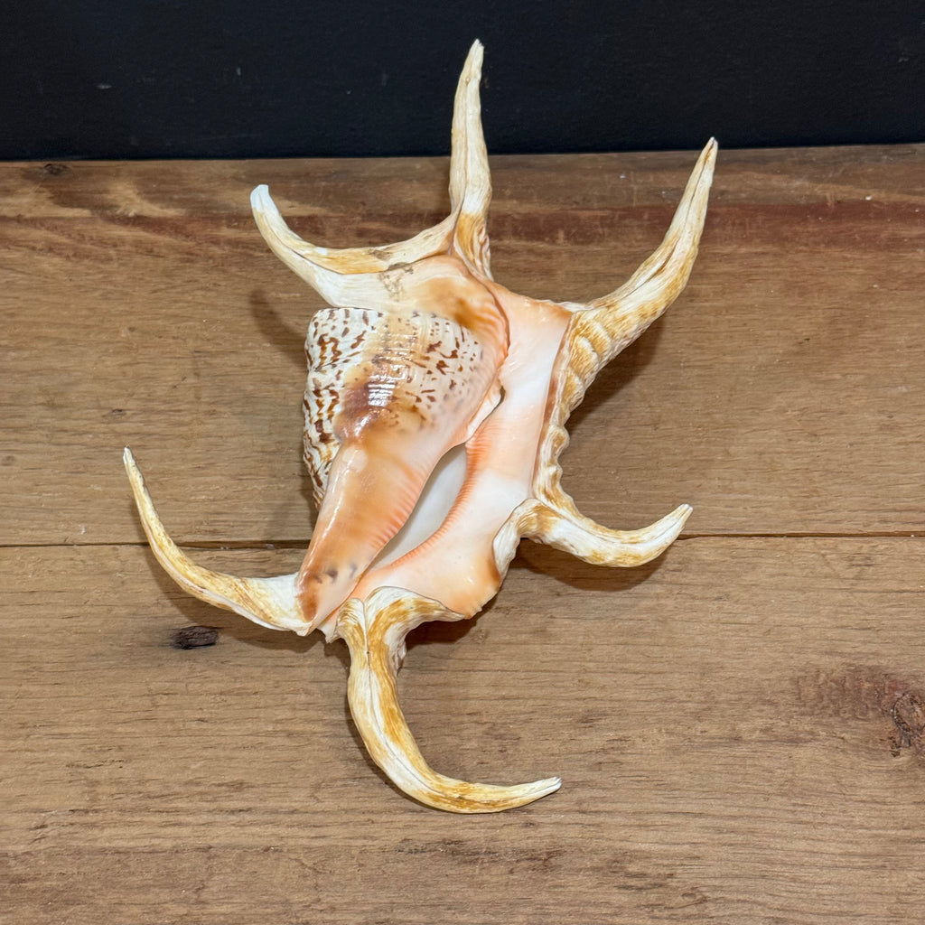 Natural Spider Conch Shell