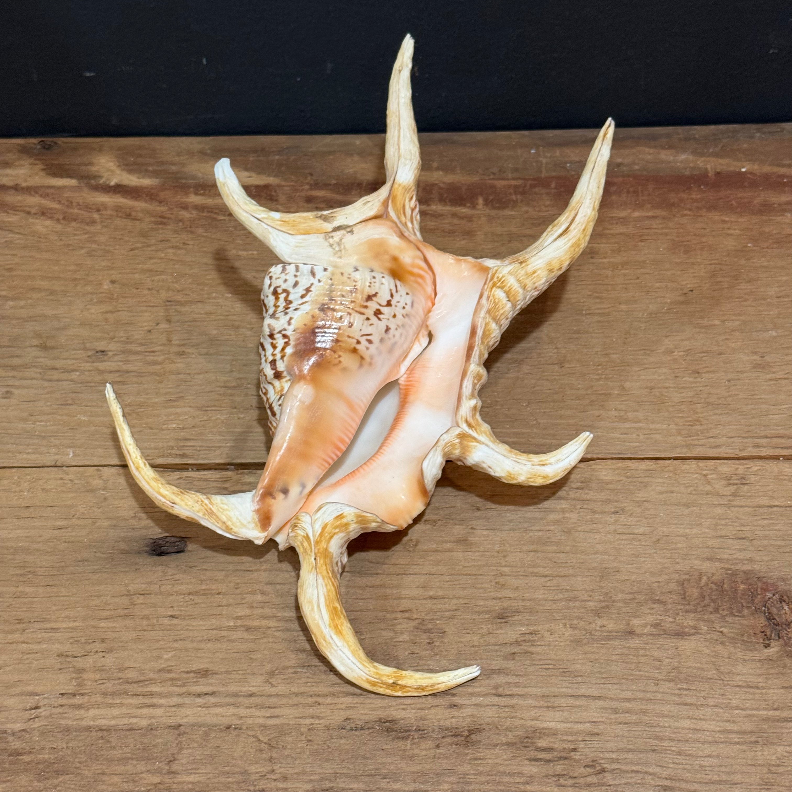 Natural Spider Conch Shell