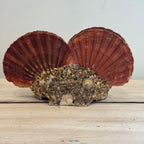 Maritime Seashell Double Inkwell