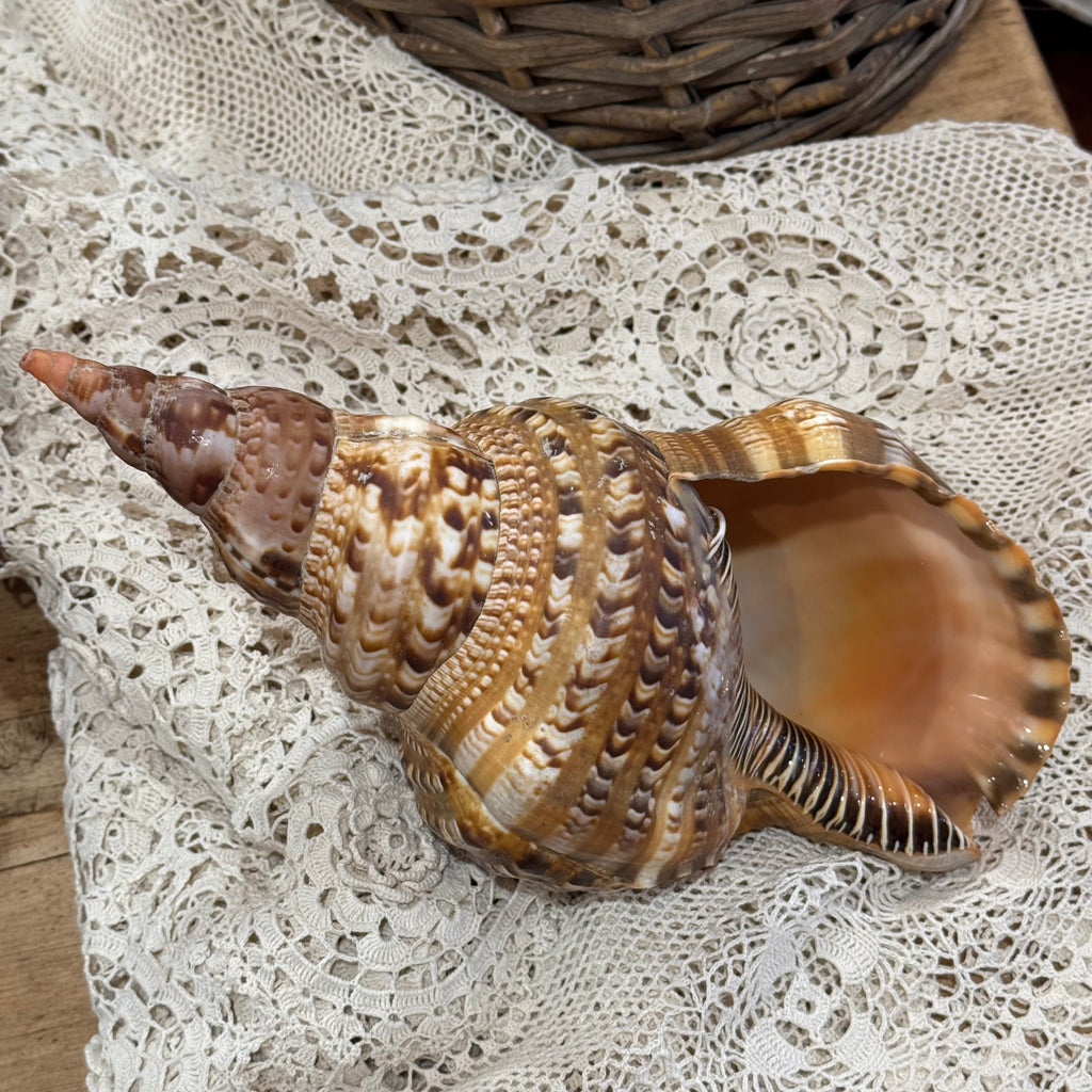 Large Natural Triton's Trumpet Sea Shell | Coastal Ocean Specimen | 13"