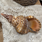Large Natural Triton's Trumpet Sea Shell | Coastal Ocean Specimen | 13"