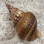 Large Natural Triton's Trumpet Sea Shell | Coastal Ocean Specimen | 13"