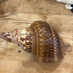 Large Natural Triton's Trumpet Sea Shell | Coastal Ocean Specimen | 13"