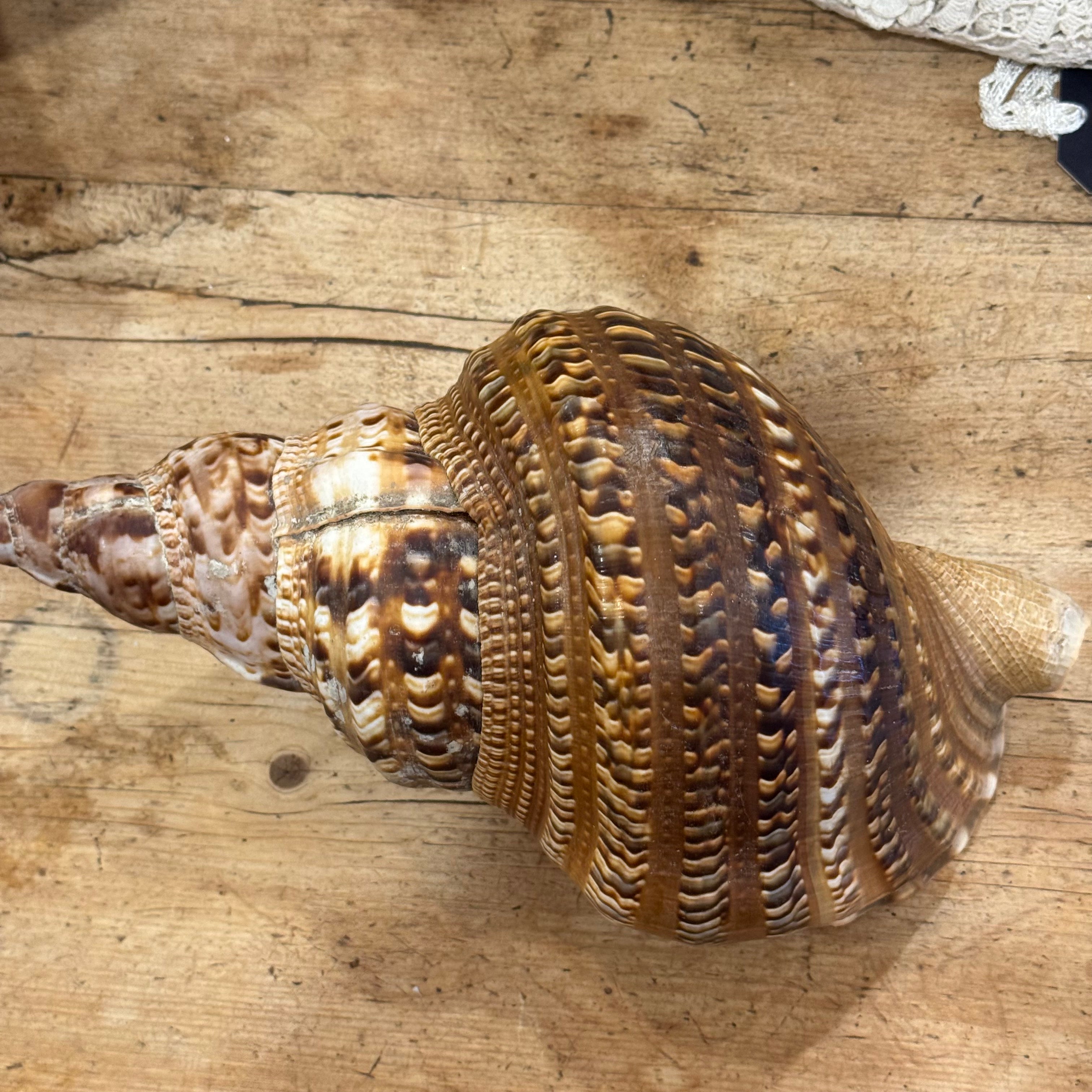 Large Natural Triton's Trumpet Sea Shell | Coastal Ocean Specimen | 13"