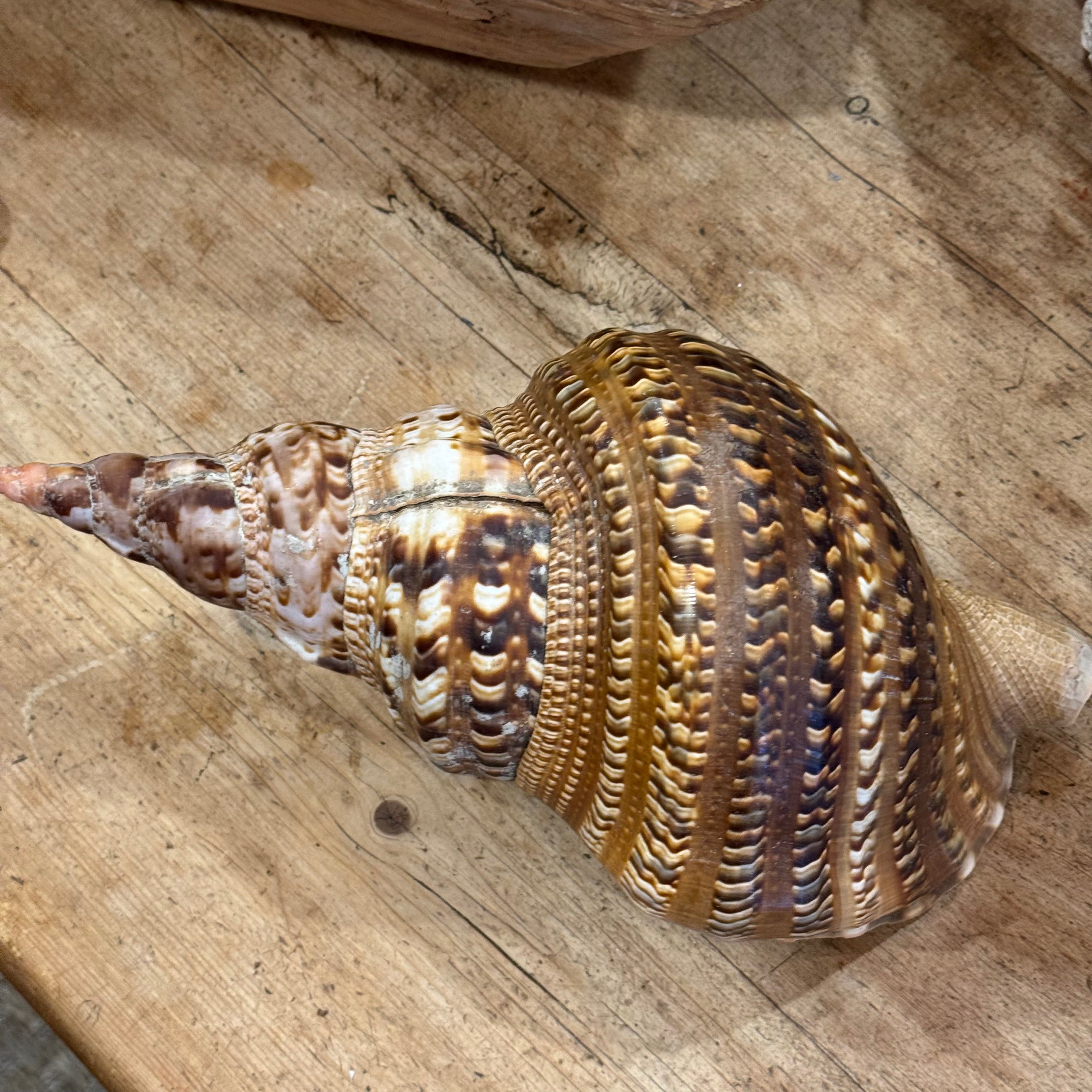 Large Natural Triton's Trumpet Sea Shell | Coastal Ocean Specimen | 13"