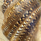 Large Natural Triton's Trumpet Sea Shell | Coastal Ocean Specimen | 13"