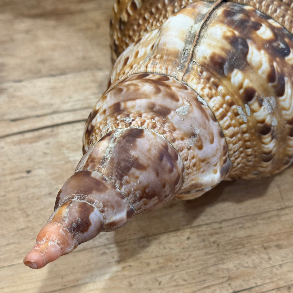 Large Natural Triton's Trumpet Sea Shell | Coastal Ocean Specimen | 13"