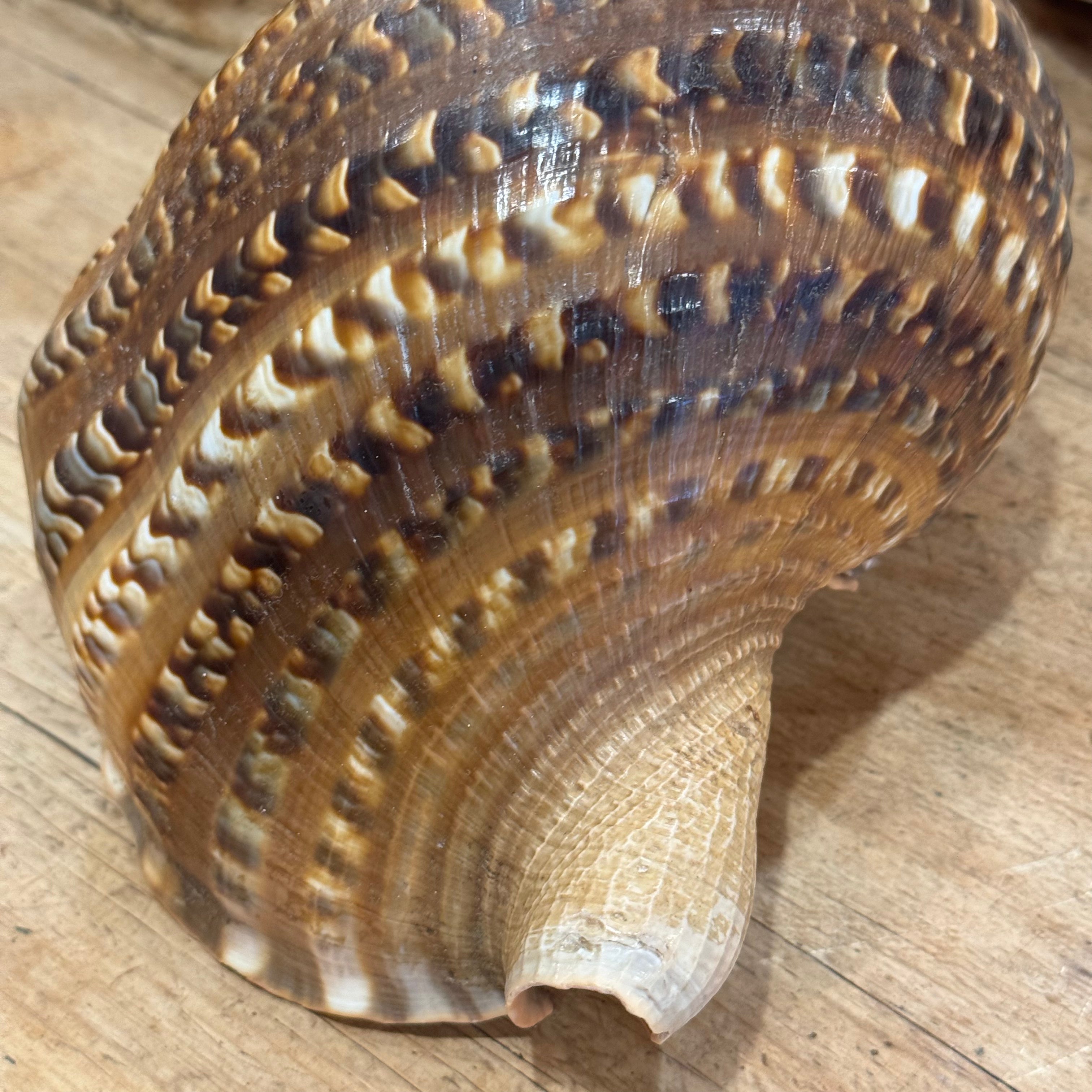Large Natural Triton's Trumpet Sea Shell | Coastal Ocean Specimen | 13"