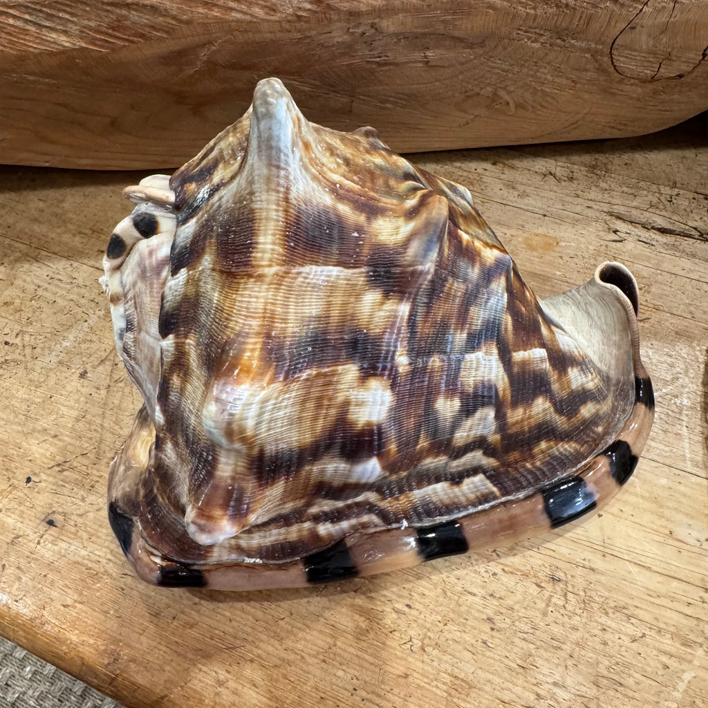 Natural Bullmouth Helmet Shell | 8" Coastal Decor | Ocean Specimen