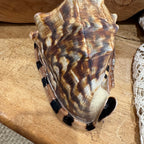 Natural Bullmouth Helmet Shell | 8" Coastal Decor | Ocean Specimen