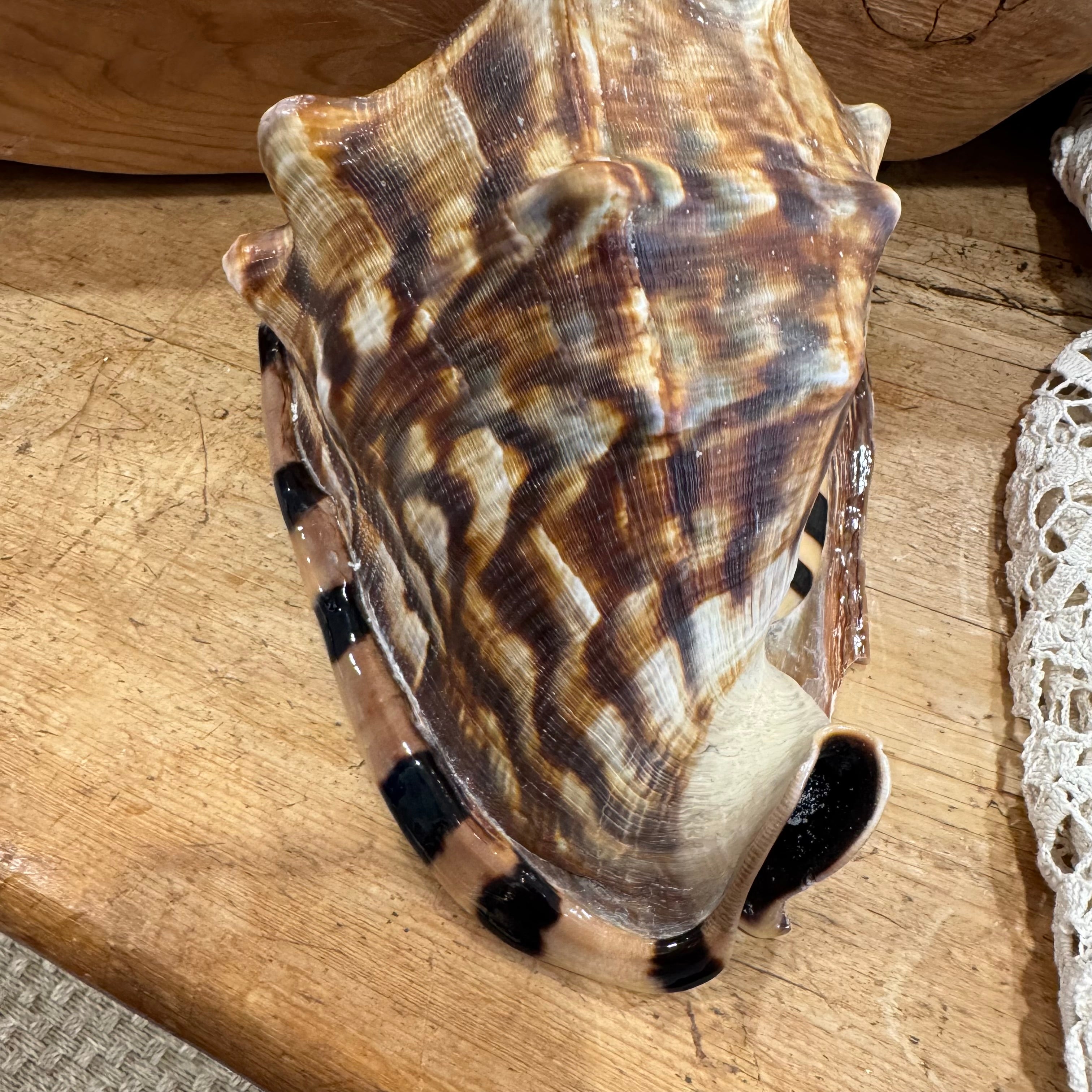 Natural Bullmouth Helmet Shell | 8" Coastal Decor | Ocean Specimen