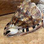 Natural Bullmouth Helmet Shell | 8" Coastal Decor | Ocean Specimen