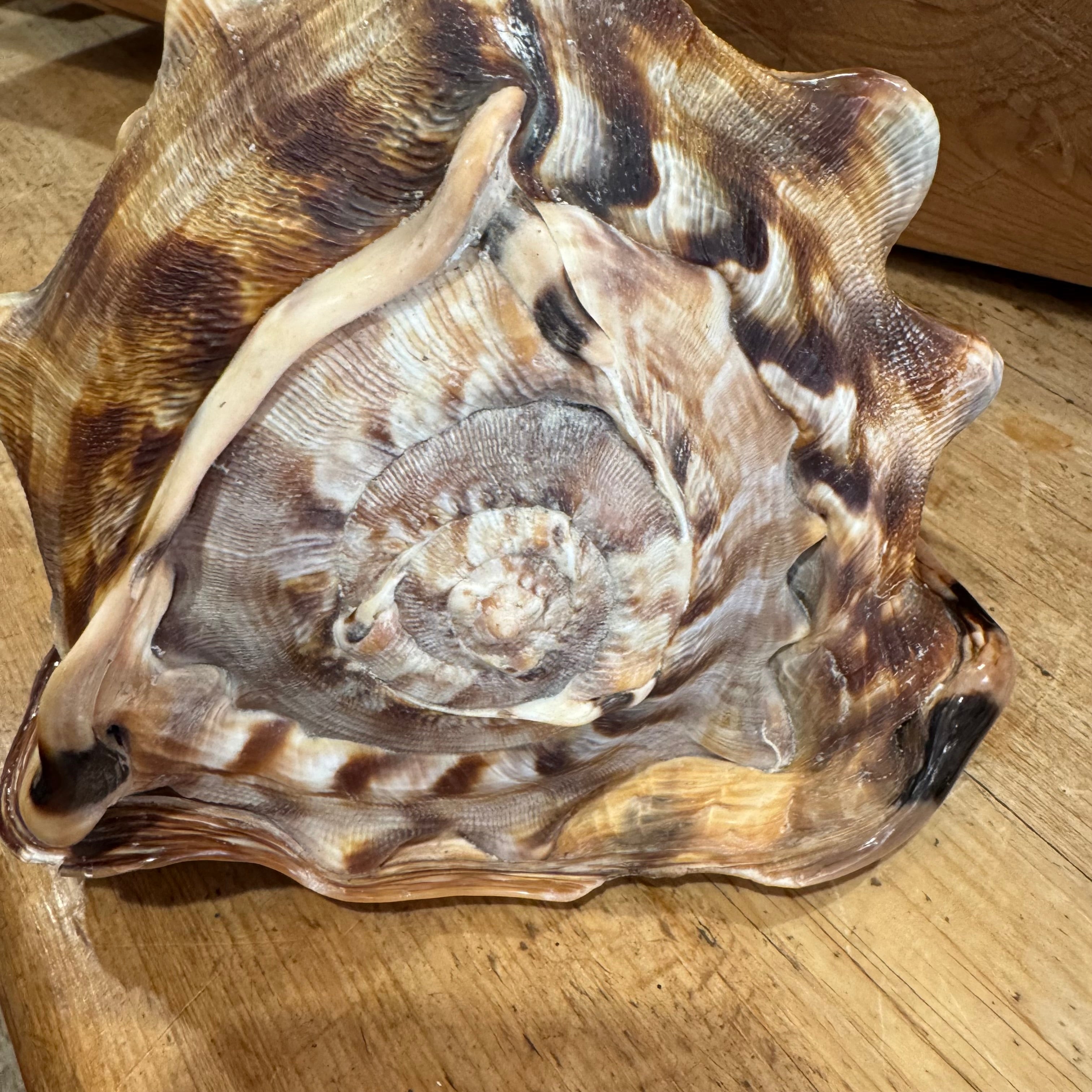 Natural Bullmouth Helmet Shell | 8" Coastal Decor | Ocean Specimen