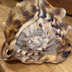 Natural Bullmouth Helmet Shell | 8" Coastal Decor | Ocean Specimen