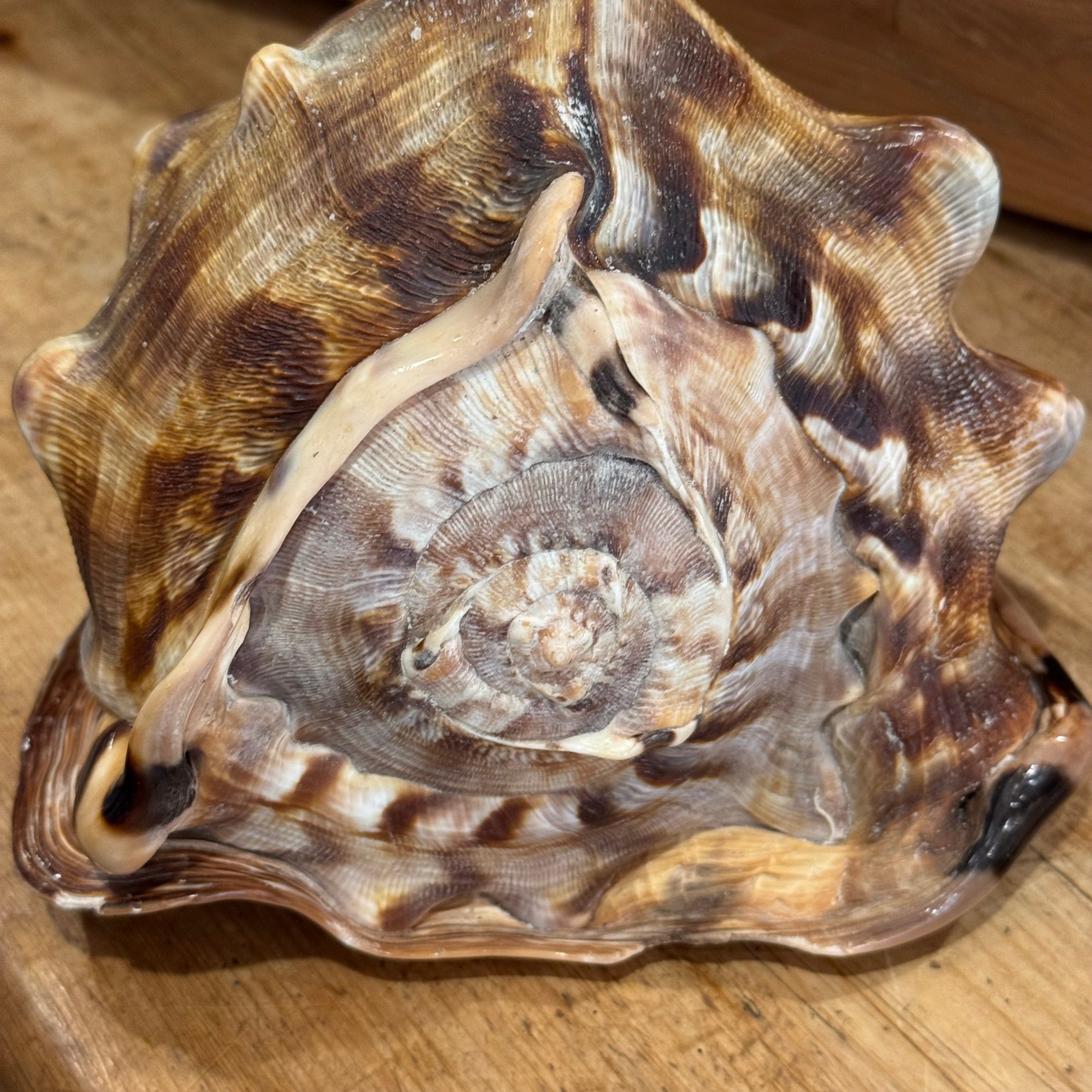 Natural Bullmouth Helmet Shell | 8" Coastal Decor | Ocean Specimen