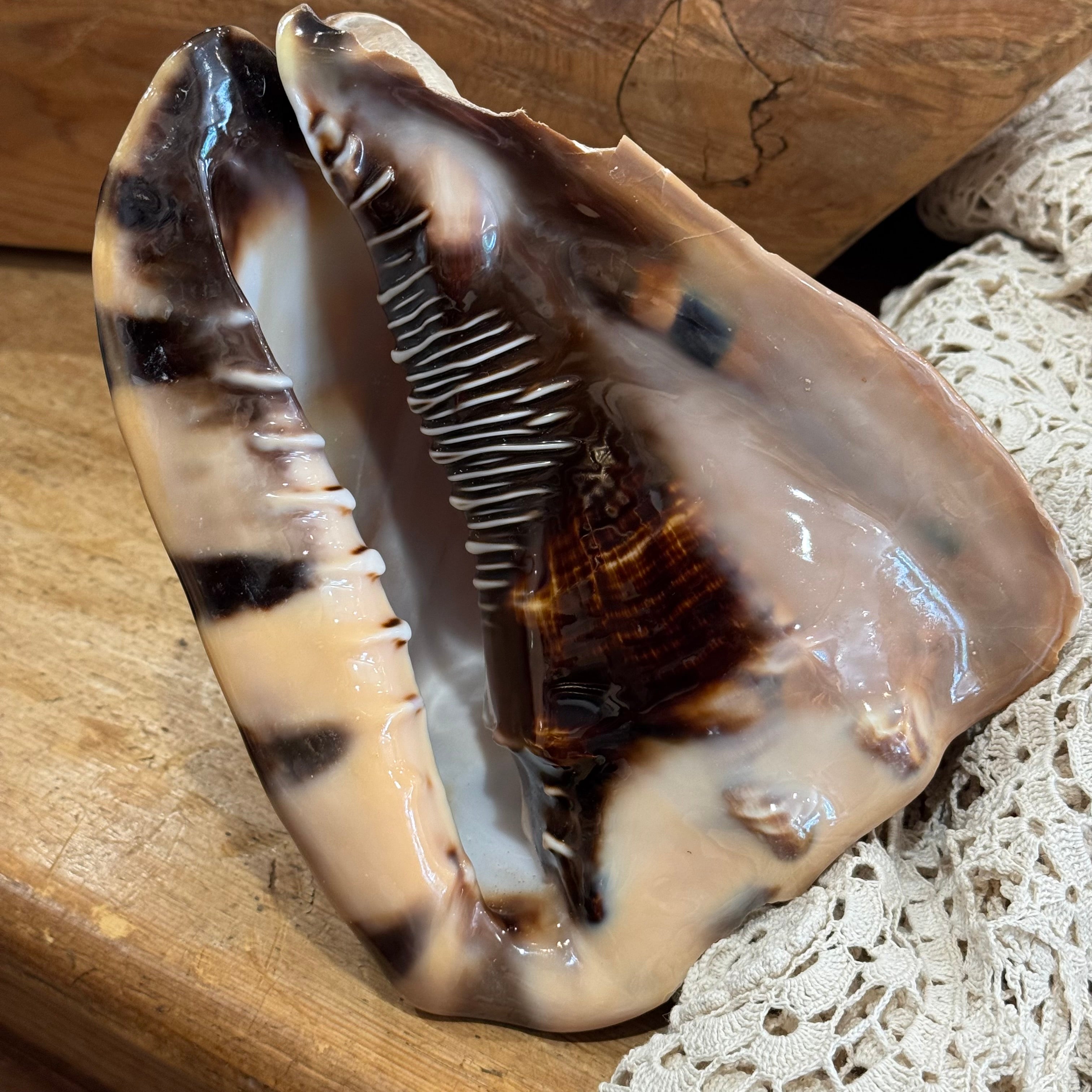 Natural Bullmouth Helmet Shell | 8" Coastal Decor | Ocean Specimen