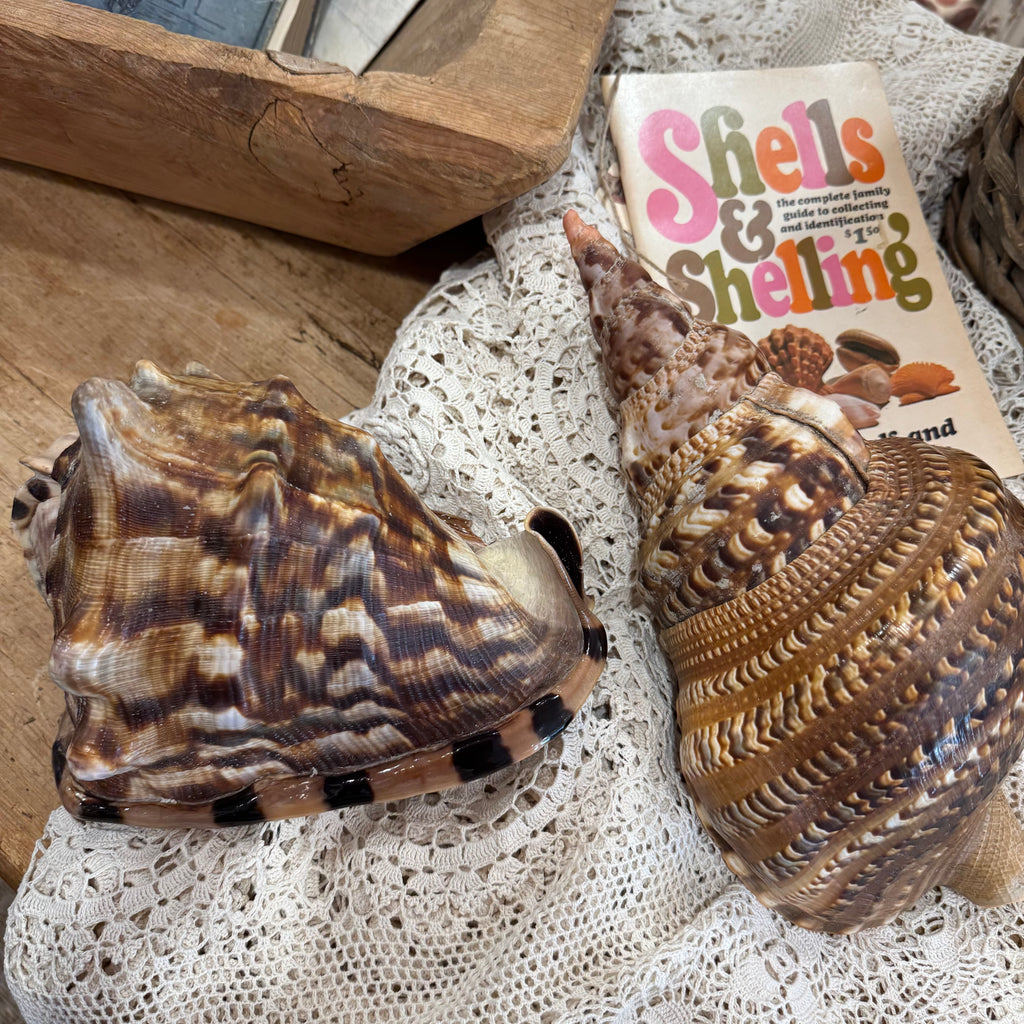 Natural Bullmouth Helmet Shell | 8" Coastal Decor | Ocean Specimen